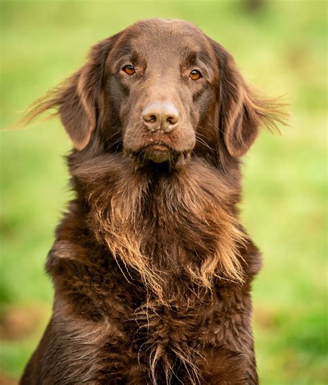 Flatcoat Retrievers The Dogs That Are Charming Endlessly Happy And
