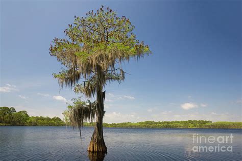 Beautiful Lone Cypress Tree In The Lake Photograph By