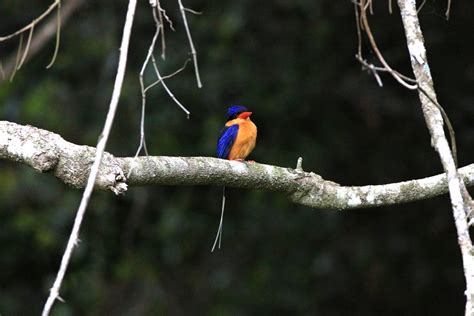 Buff Breasted Paradise Kingfisher 夕暮れのシラオラケットカワセミ レッドドラゴンの鳥見旅行記