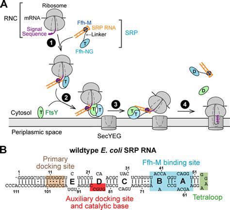 Scheme Depicting The Function Of Srp Rna During Co Translational