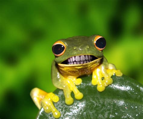 A Smiley Frog Funny Frogs Cute Animals Funny Animal Memes