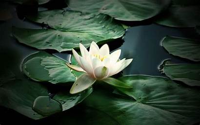 Lily Water Wallpapers Flowers
