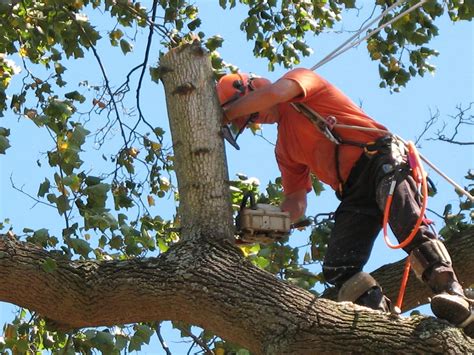 6 Benefits Of Hiring A Professional Tree Removal Service - FotoLog