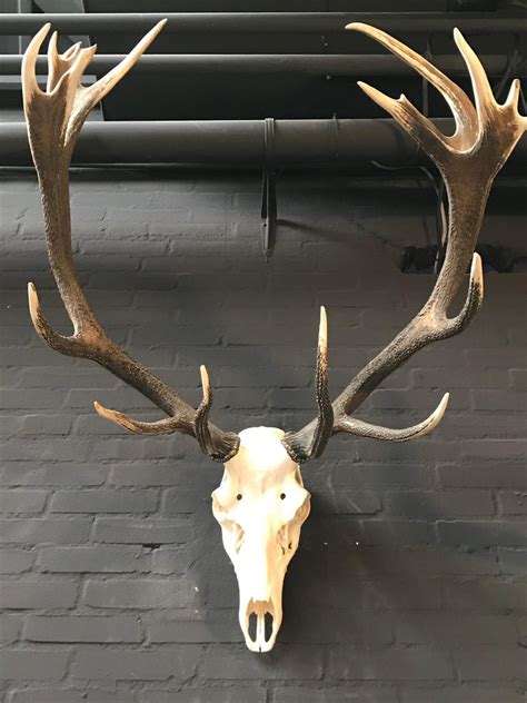 Beautifully Shaped Antler Of A Red Stag At 1stdibs