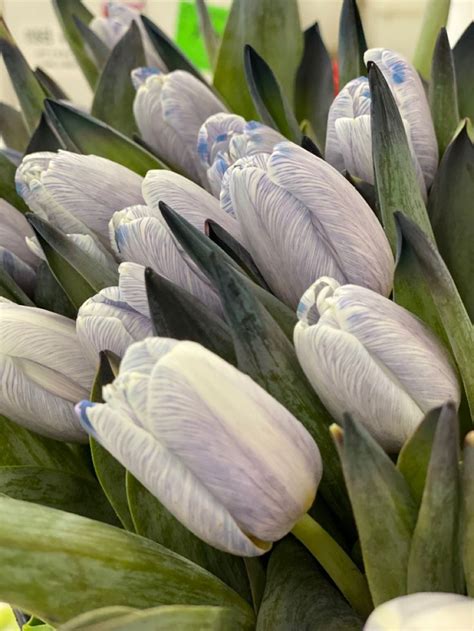 Light Blue Tulips Corporate Flowers Floral Industry Wedding Flower