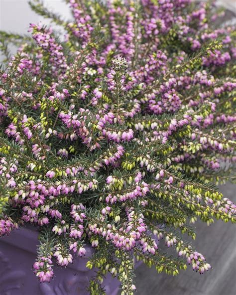 Special Deal Heather Collection Pack Of 12 Winter Hardy Evergreen