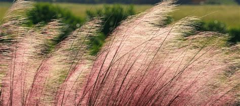 The Best Ornamental Grasses For Texas Yards Abc Blog