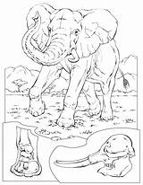 Coloring Elephant Printable Preschool sketch template