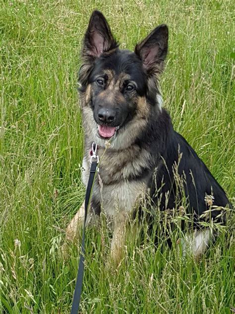 German shepherd puppies want to play all day, every day. German Shepherd Rescue South - Rescuing German Shepherd ...