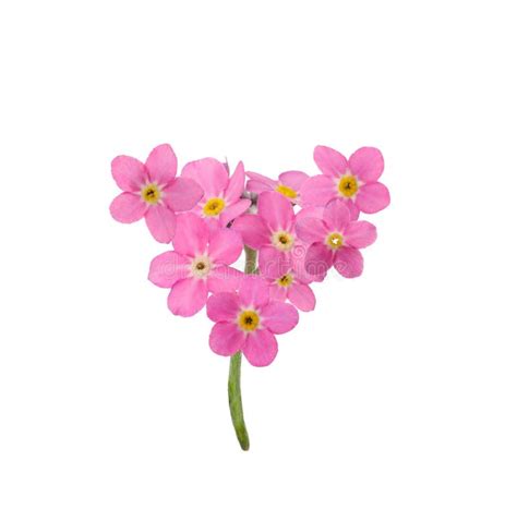Delicate Pink Forget Me Not Flowers On White Background Stock Image