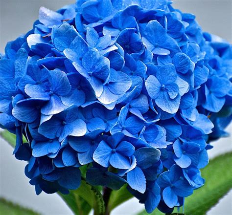 The blue iris stands for faith and hope and the yellow iris represents passion. Hydrangea | Beautiful flowers, Blue hydrangea, Blue ...