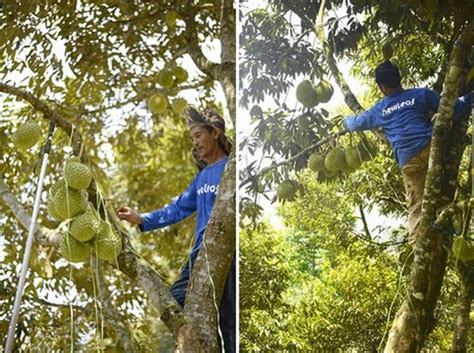 Shirchoy turk akteri dogukan shirchoyda bilganini qildi 14 03 2019. "This is the briefest durian season ever in Malaysia"
