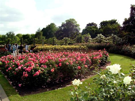 Queen Marys Rose Garden 28 June 2008