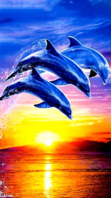 Dolphin Bonito Dolphins Sea Sunset Sunsets Hd Phone Wallpaper