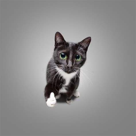 Cute Cat Giving Thumbs Up Stock Image Image Of White 106407107