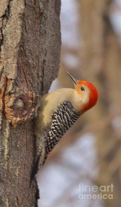 Woodpeckers Native To Indiana