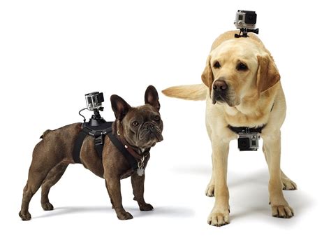 What Would A Dog Do With A Gopro Camera Now You Can Find Out La Times