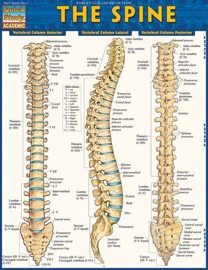 Quickstudy The Spine Laminated Study Guide Spine Health Tinnitus