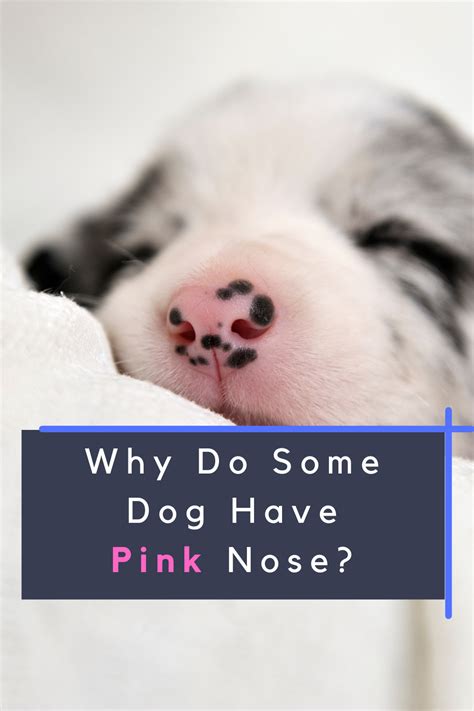 Why Do Some Dog Have Pink Nose In 2021 Dog Nose Canine Care Nose