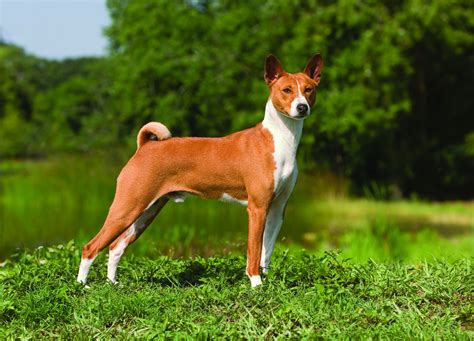 Basenji Dog Breed History And Some Interesting Facts