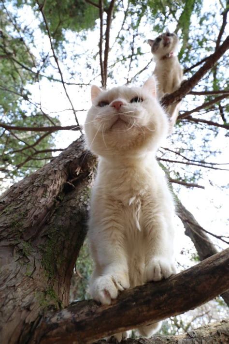 きのうえのしろとくろ しろ Animals And Pets Kitty Japan Cats Shiro Blog
