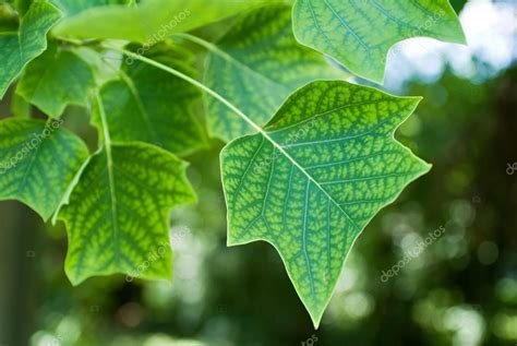 Tulip Tree Leaf Stock Photo By ©lawcain 66436699