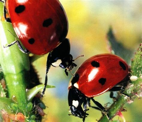 Coccinelle Coccinelle Bleue Insecte