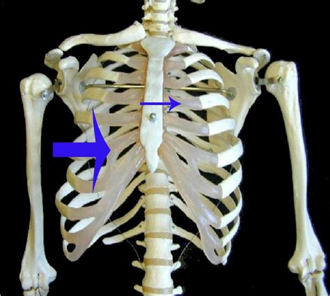 Costal cartilage, cartilage joining a rib with he sternum. Lab Exam Prep - Anatomy & Physiology 1 with Byrnes at ...