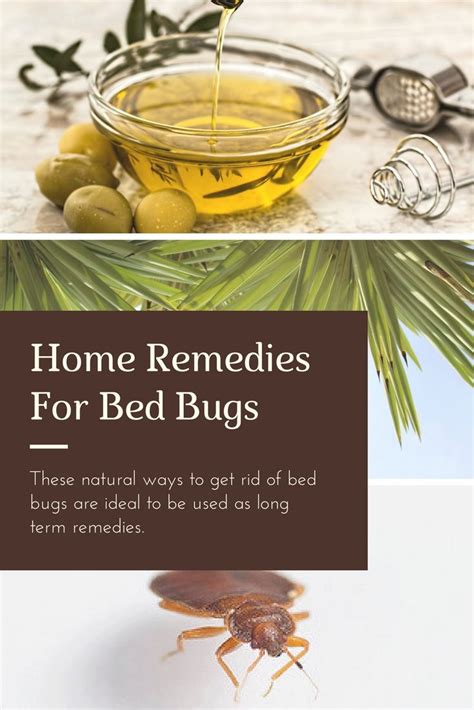 Home Remedies For Bed Bugs Pest Survival Guide Bed Bugs Rid Of Bed