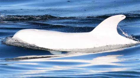 Photos Rare All White Dolphin Spotted Off California Coast Abc7 San