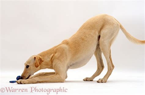 Dog Saluki Lurcher Play Bowing Photo Wp24385