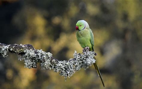 Download Wallpaper 3840x2400 Rose Ringed Parakeet Parrot Bird Branch