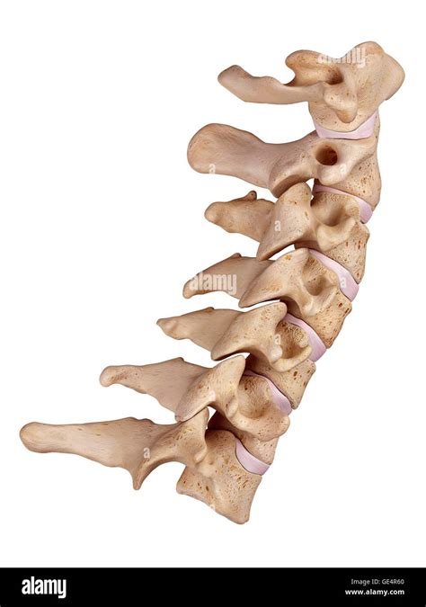 Cervical Spine Illustration Stock Photo Alamy