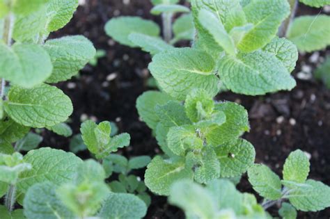 Buy Pineapple Mint Growers Organics