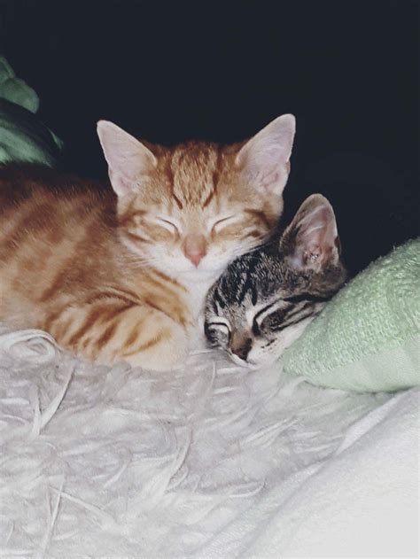 Cat Naps Cuddly Animals Kittens Cutest Kittens