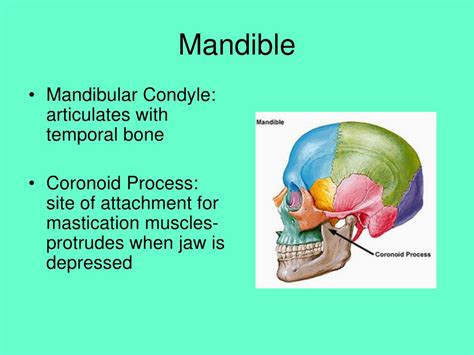 Ppt Facial Bones Powerpoint Presentation Free Download Id7089074