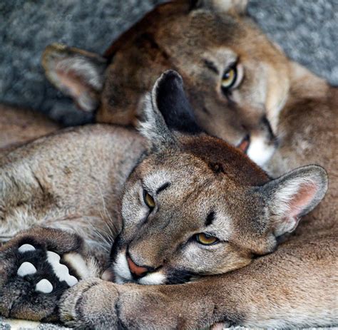 Pumas Tiere Seltener Weißer Puma Gibt Wissenschaft Rätsel Auf Von Dieser Unterart Gibt