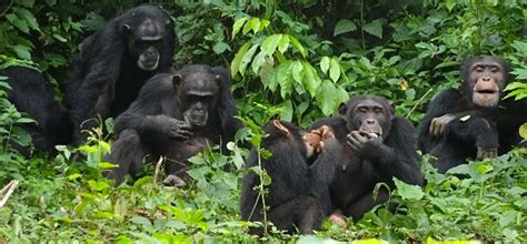 Conservation Of Wooded Hills Habitat Of Chimpanzees In Bossou Guinea