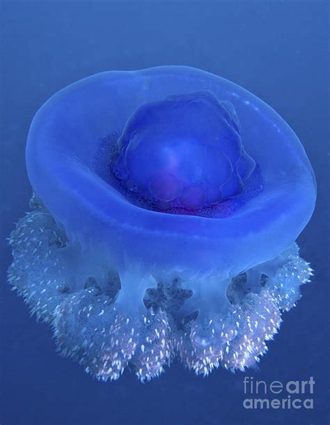 A Crown Jellyfish Gently Floating Photograph By Michael Wood
