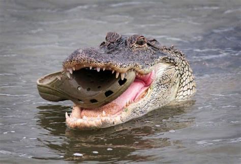 Huge Saltwater Crocodile Cannibalizes Freshwater Cousin Because