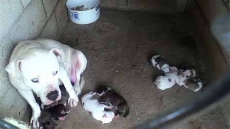 People interested in blue nose brindle pitbull puppies also searched for. Bluenose, blue brindle, blue fawn pitbull puppies - YouTube