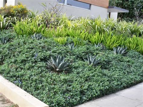 A Hillside Garden With Ground Cover Plants 1000 Ground Cover Plants