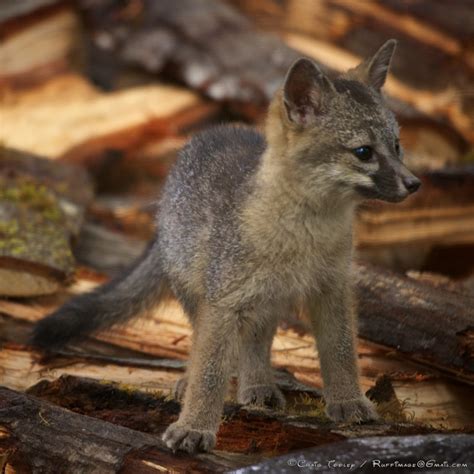 Gray Fox Kit Nursing On Its Back Mendonoma Sightings