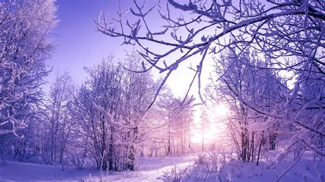 Snow Covered Winter Trees Wallpapers Hd Wallpapers Id