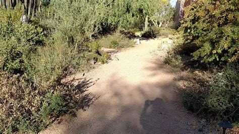 Tempehiker Bunny Rabbit In Scottsdale Arizona 4 Of 4 Youtube