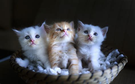 Download Wallpaper Three Cute Kittens 3840x2400