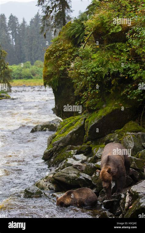 Anan Creek Wildlife Viewing Site Tongass National Forest Alaska Stock