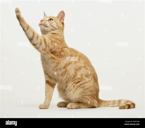 Ginger Tabby Cat Sitting Looking To Side Paw And Leg Reaching Up