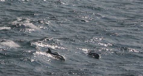 Dolphins In Carrick Roadsfalmouth Bay Owl Flickr