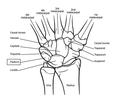 Now, for the good stuff! Wrist Joint Anatomy: Overview, Gross Anatomy, Natural ...
